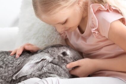 everything you need to know about pet rabbits
