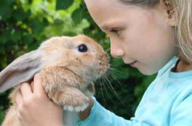 why rabbits are the best pets