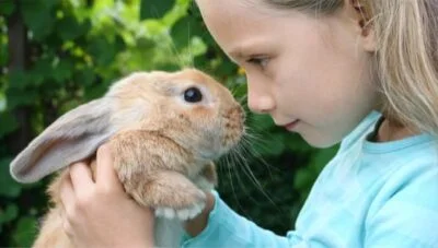 why rabbits are the best pets