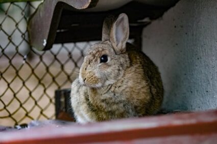 How to Tell If Your Rabbit is depressed