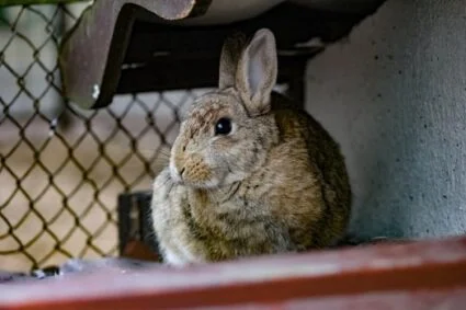 How to Tell If Your Rabbit is depressed