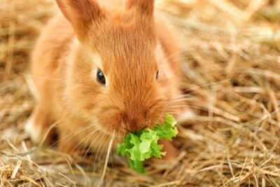 Rabbit Losing Weight But Eating