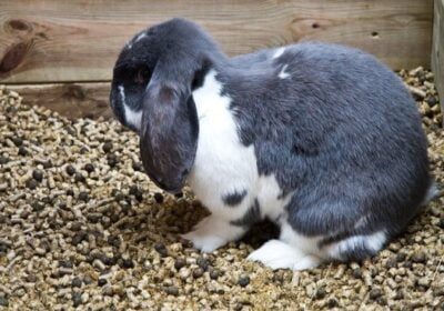 Why Do Rabbits Eat Their Own Poop?