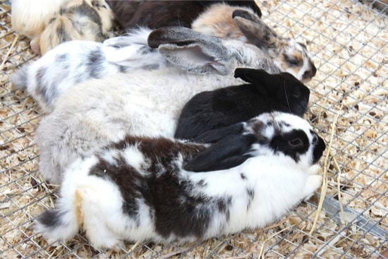 two female rabbits fighting