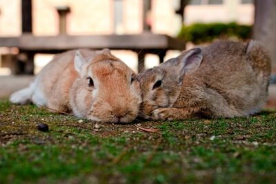 Can Two Unneutered Female Rabbits Live Together 