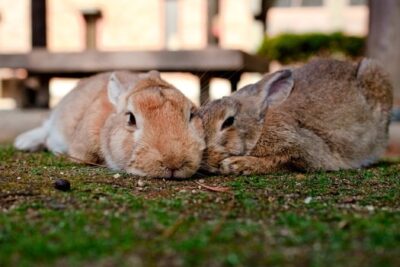 two female rabbits fighting