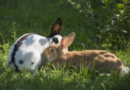 male and female rabbits living together