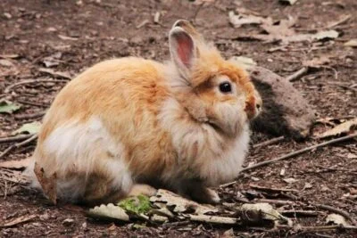 can rabbits change color?