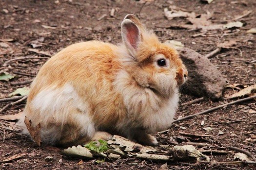Why Does Rabbit Fur Change Color? — Rabbit Care Tips