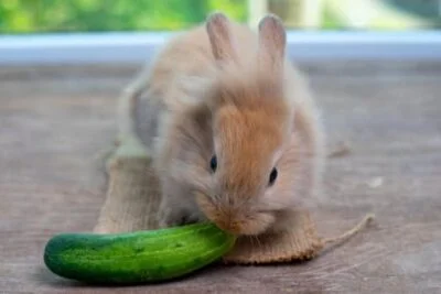 can rabbits eat cucumber?