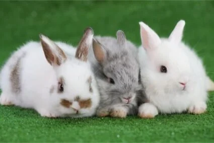 can you keep more than two rabbits together?