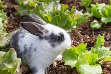 can you overfeed a rabbit lettuce?