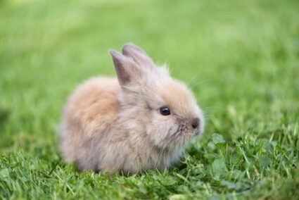 caring for baby rabbits