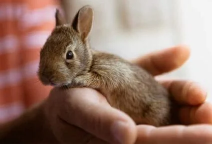 do baby rabbits have fur when born?