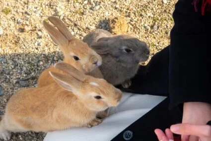 do pet rabbits need exercise?