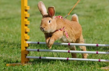 exercise requirements for rabbits
