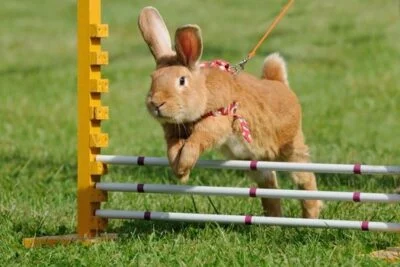 exercise requirements for rabbits