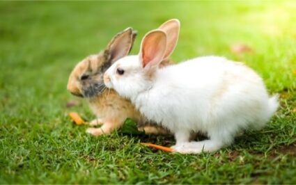 hvordan liker kaniner å spille?