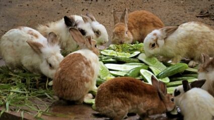 how much cucumber can rabbits eat?