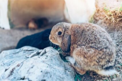 how to cheer up a depressed rabbit