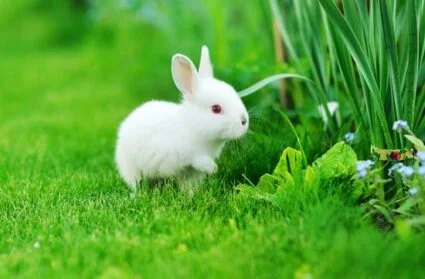 how to keep baby rabbits healthy