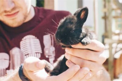 young bunny care