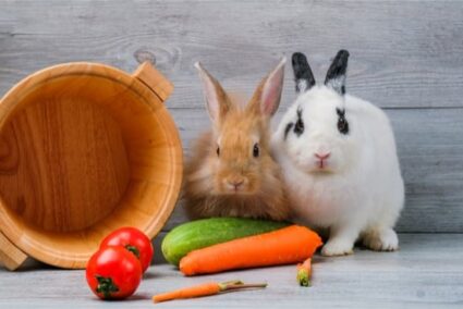 is cucumber good for rabbits?