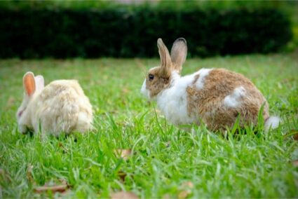 rabbit circling and honking