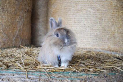 rabbit eating poop not cecotropes