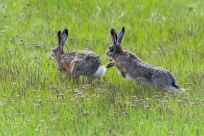 rabbit running in circles