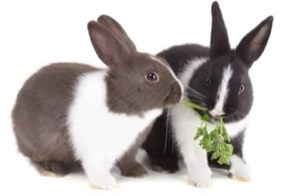 rabbits biting each other’s fur