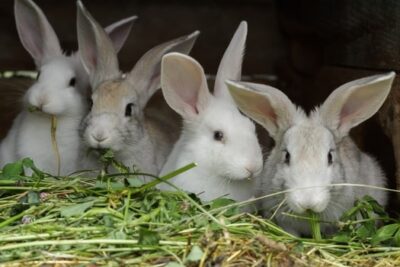 rabbits biting each other