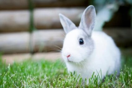 rabbits fur is turning grey