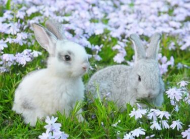 two unneutered male rabbits together