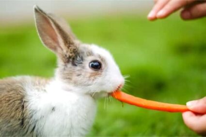 what do you feed baby rabbits?