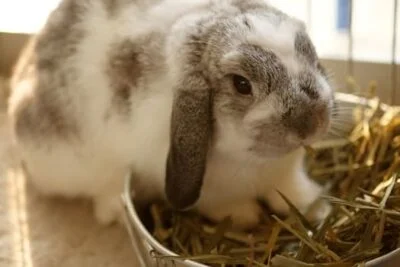 what does it mean when rabbits twitch their noses?