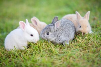 young bunny care