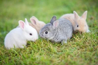 when will baby bunnies get fur?