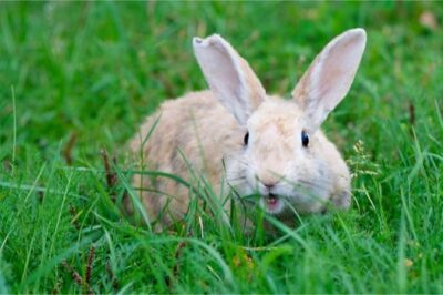 Are Rabbit Bites Infectious?
