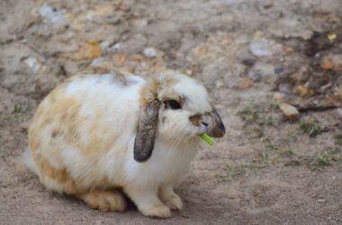Can rabbits eat celery?