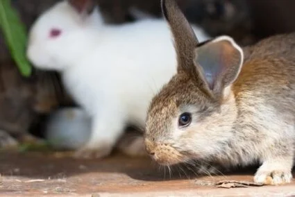 What temperature can Rabbits stay outside?