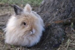 When Do Angora Rabbits Stop Growing?