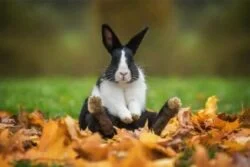 When Do Dutch Rabbits Stop Growing?