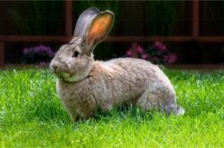 When Do Flemish Giant Rabbits Stop Growing?