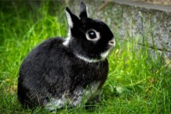 When Do Netherland Dwarf Rabbits Stop Growing?