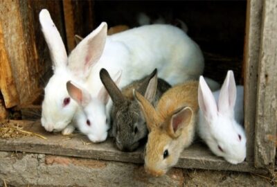 looking after a rabbit outdoors