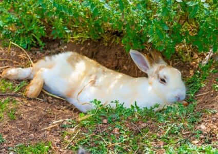 do rabbits sleep at night?