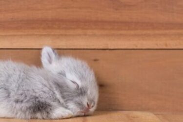 do rabbits sleep with their eyes open or closed?