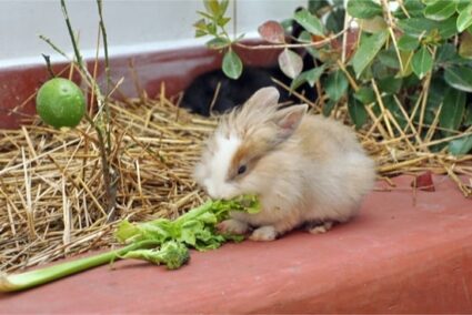 health benefits of celery for rabbits