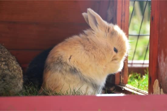 how to clean rabbits feet